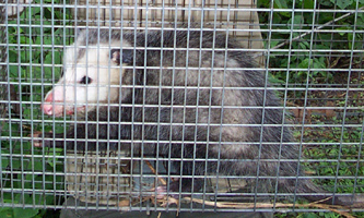 Nuisance Wildlife Control Removal Services in New York, NY - Animal Control
